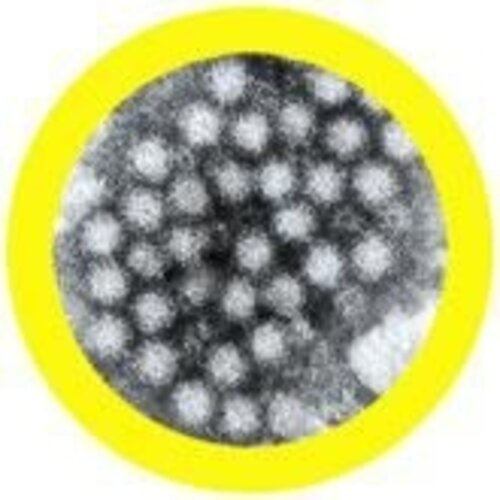 Giantmicrobes Giant Microbes - Norovirus