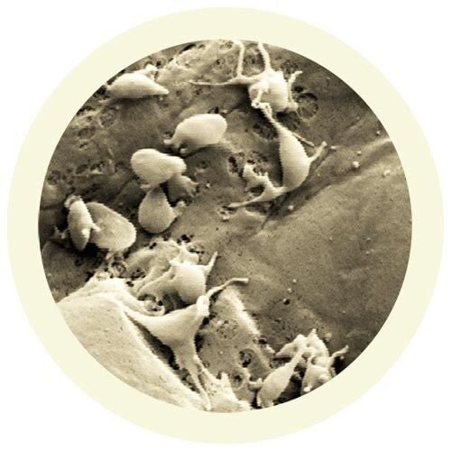 Giantmicrobes Giant Microbes - Platelet (Thrombocyte)