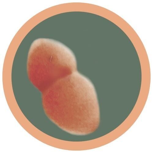 Giantmicrobes Giant Microbes - Pneumonia (Streptococcus pneumonia)