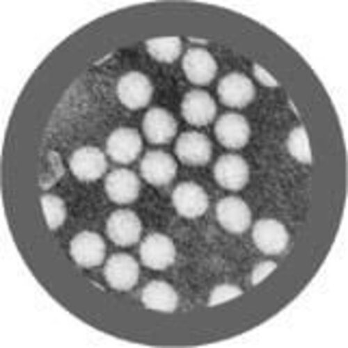 Giantmicrobes Giant Microbes - Polio (Poliovirus)