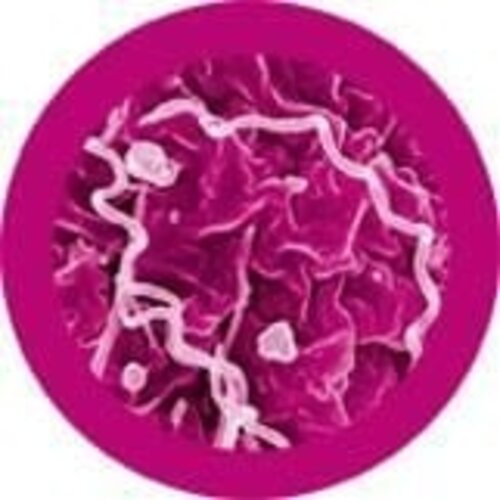 Giantmicrobes Giant Microbes - The Pox/Syphilis (Treponema pallidum)