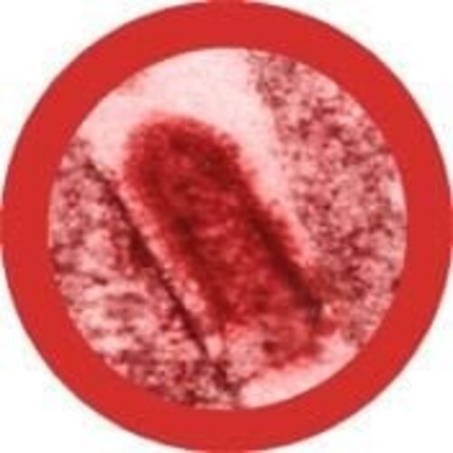 Giantmicrobes Giant Microbes - Rabies (Rabies Virus)
