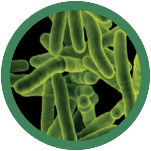 Giantmicrobes Giant Microbes - TB (Tuberculosis)