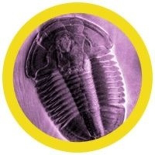 Giantmicrobes Giant Microbes - Trilobite (Asaphiscus wheeleri)