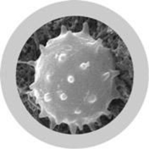 Giantmicrobes Giant Microbes - White Blood Cell (Leukocyte)