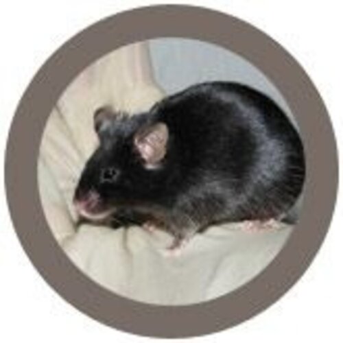 Giantmicrobes Giant Microbes - Black Lab Mouse (C57BL/6)