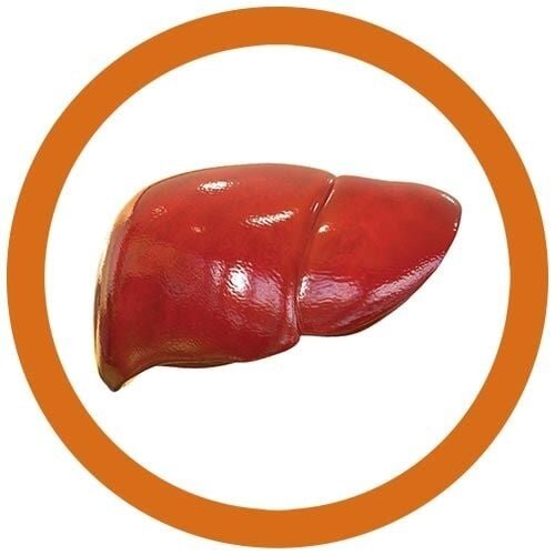Giantmicrobes Giant Microbes - Liver