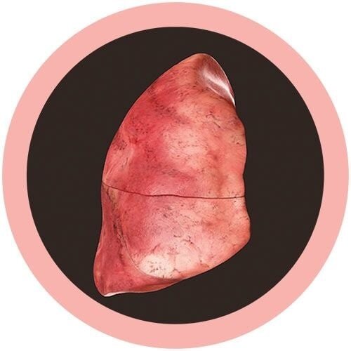 Giantmicrobes Giant Microbes - Lung