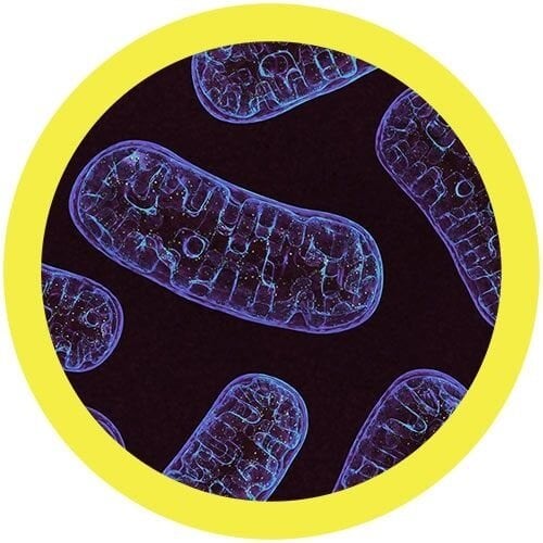 Giantmicrobes Giant Microbes - Mitochondria