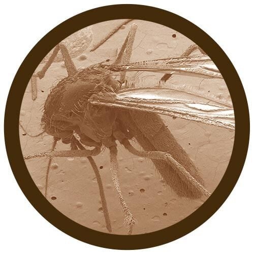 Giantmicrobes Giant Microbes - Mosquito (Culex pipiens)