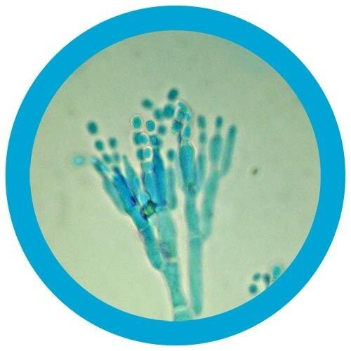 Giantmicrobes Giant Microbes - Penicillin (Penicillium chrysogenum)