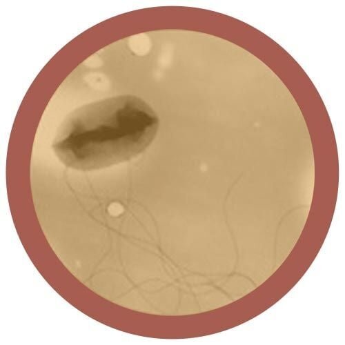 Giantmicrobes Giant Microbes - E. coli (Escherichia coli)
