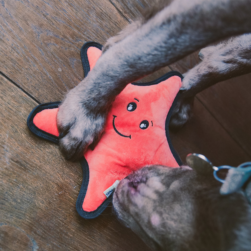 Starfish Plush Toy Beco