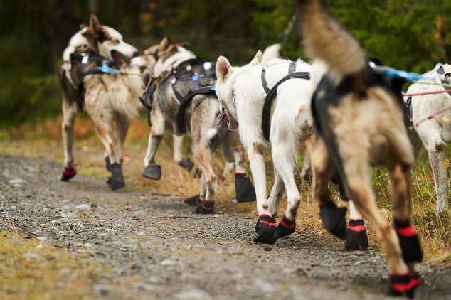 Solid Booties