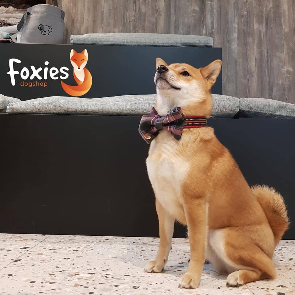 Foxies  dogshop instagram