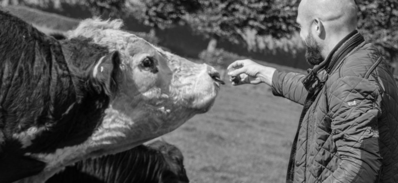 Hereford koe uit de hand gevoed 