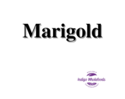 Marigold