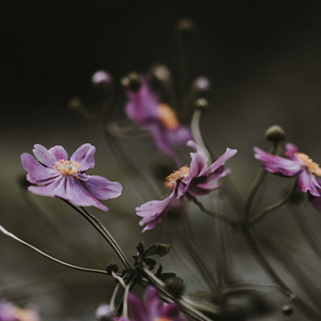 Cereria Molla Black Orchid & Lily Handzeep