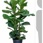 Ficus Lyrata 180 plant