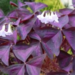 Oxalis  20 plant