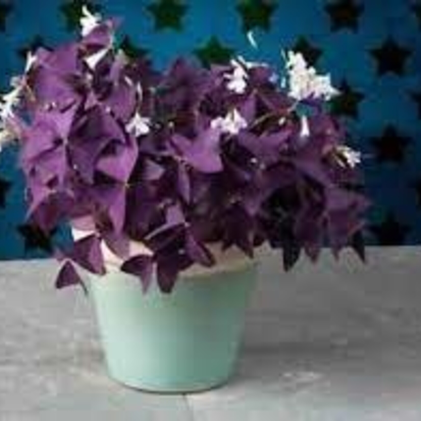 Oxalis  20 plant