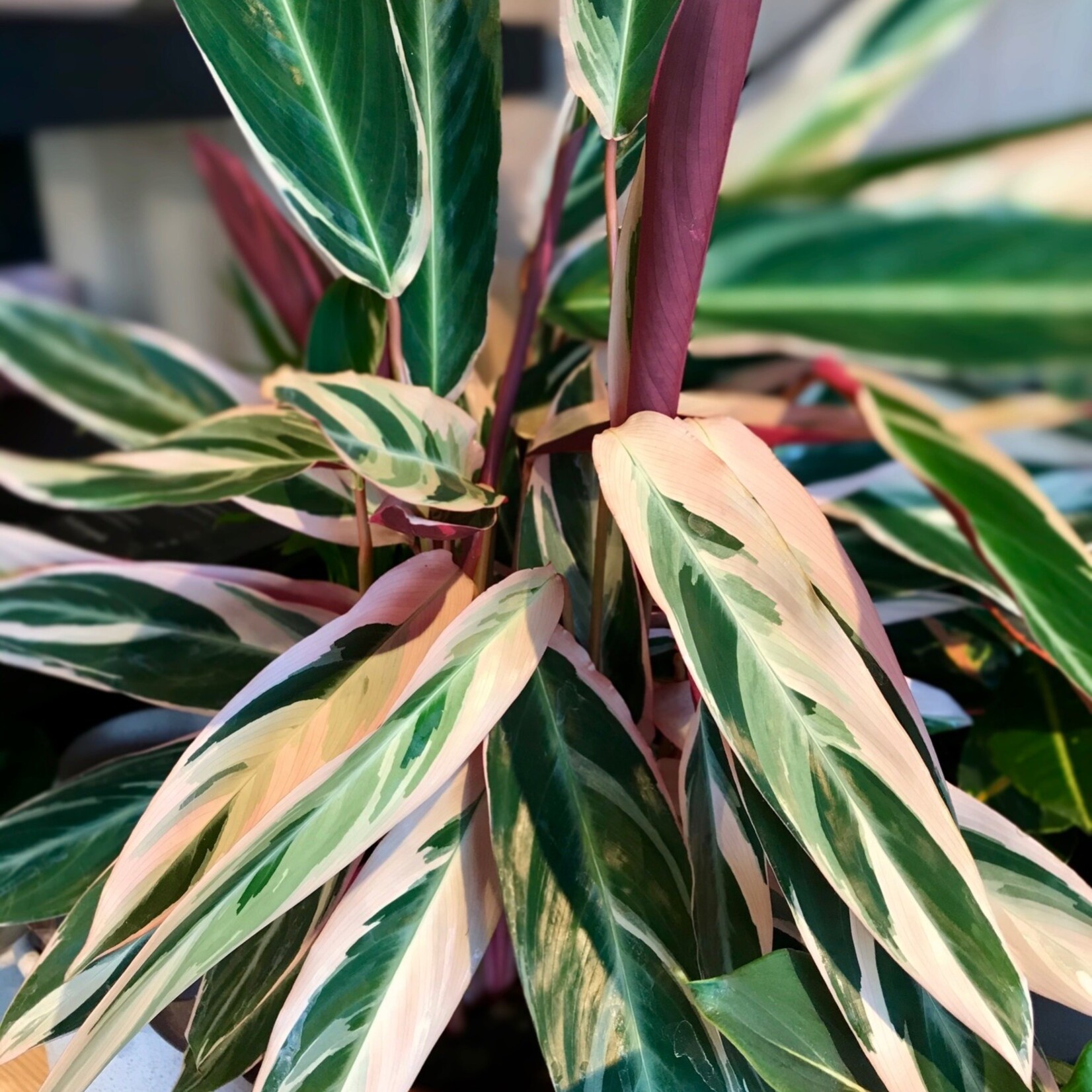 Calathea Triostar 75 plant