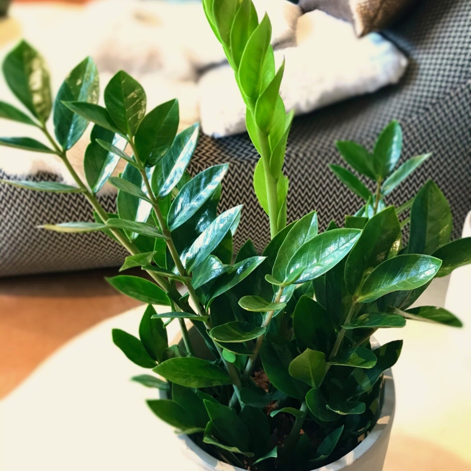 Zamioculcas 75 plant