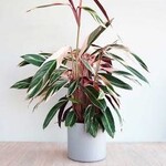 Calathea Triostar plant