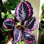 Calathea Dottie 60 plant