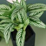 Calathea Vittata 35 plant