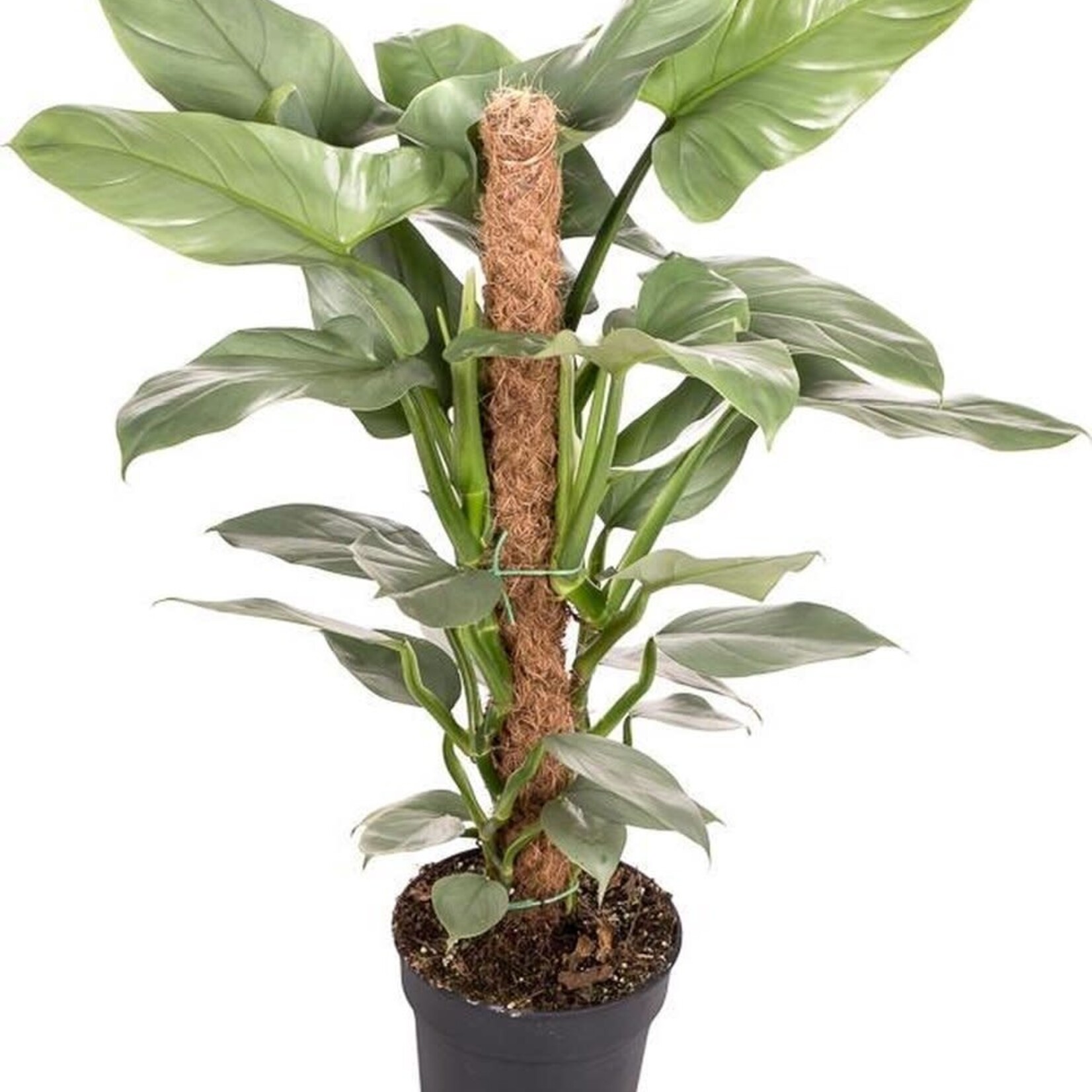 Philodendron Silver Queen 80 plant