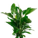 Spathiphyllum Bingo wit 90 plant