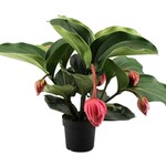 MEDINILLA MAGNIFICA 55 plant