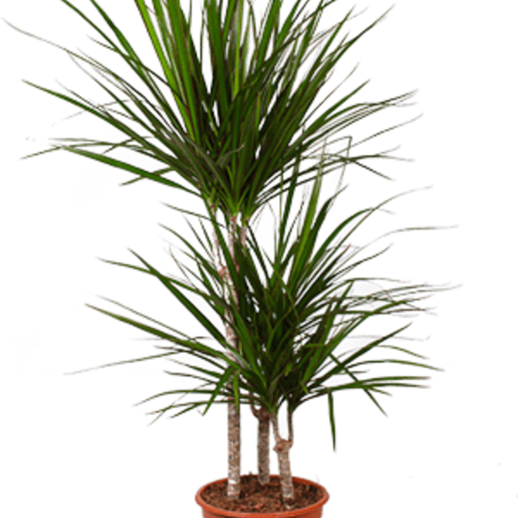 Drac magenta 80  plant
