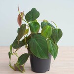 Philodendron scandens mic 25 plant
