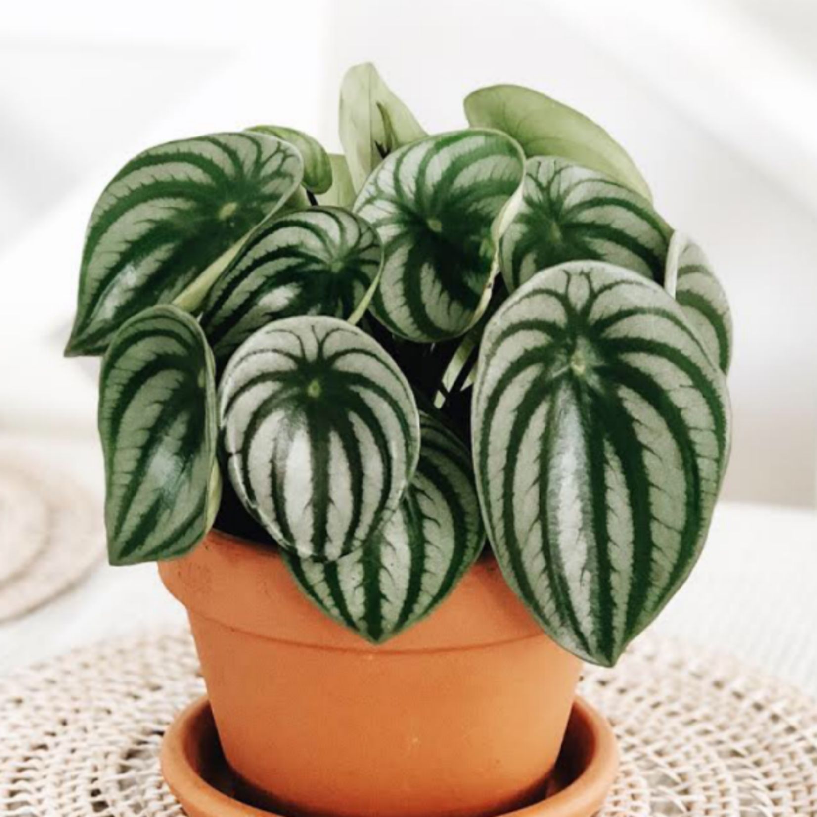 Peperomia Argyreia plant