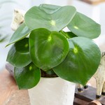 Peperomia Polybotrya rain plant