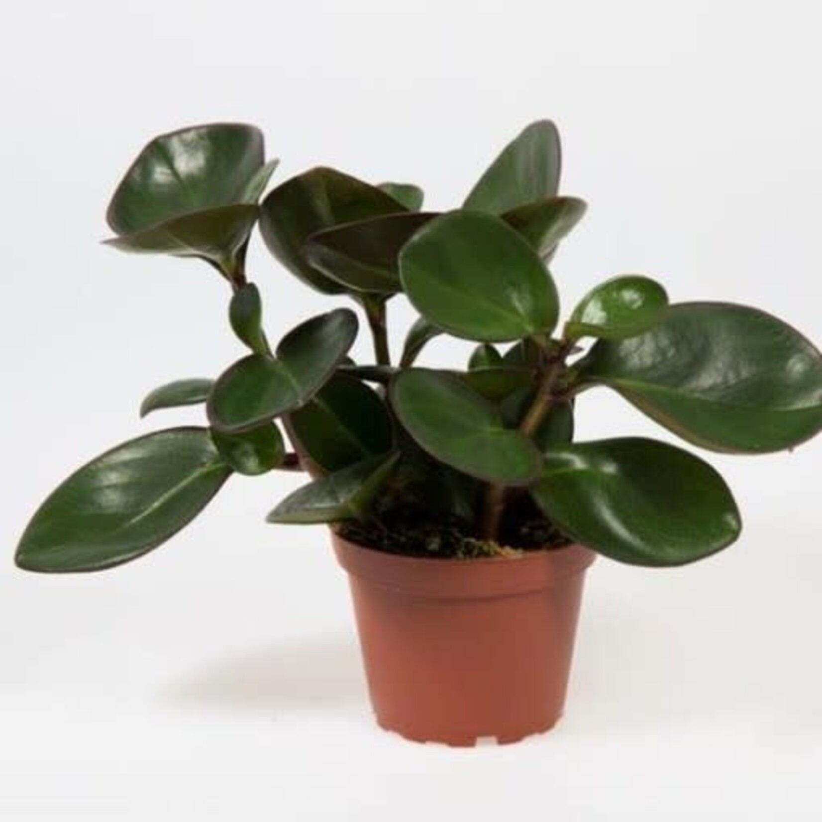 Peperomia red margin plant