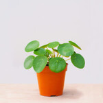 Pilea Peperomioides money plant 10