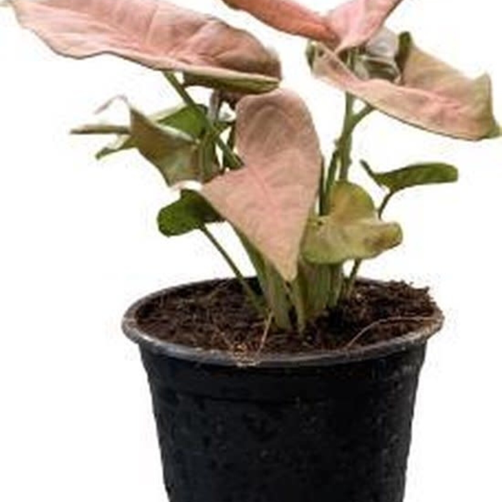 Syngonium gemengd 10 plant