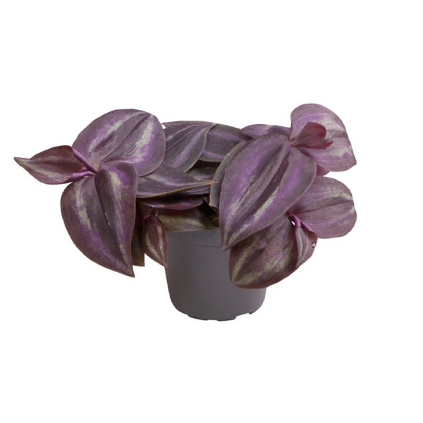 Plant Tradescantia Purple Joy 10