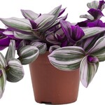 Tradescantia Nanouk plant