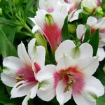 Alstroemeria mix 40 plant