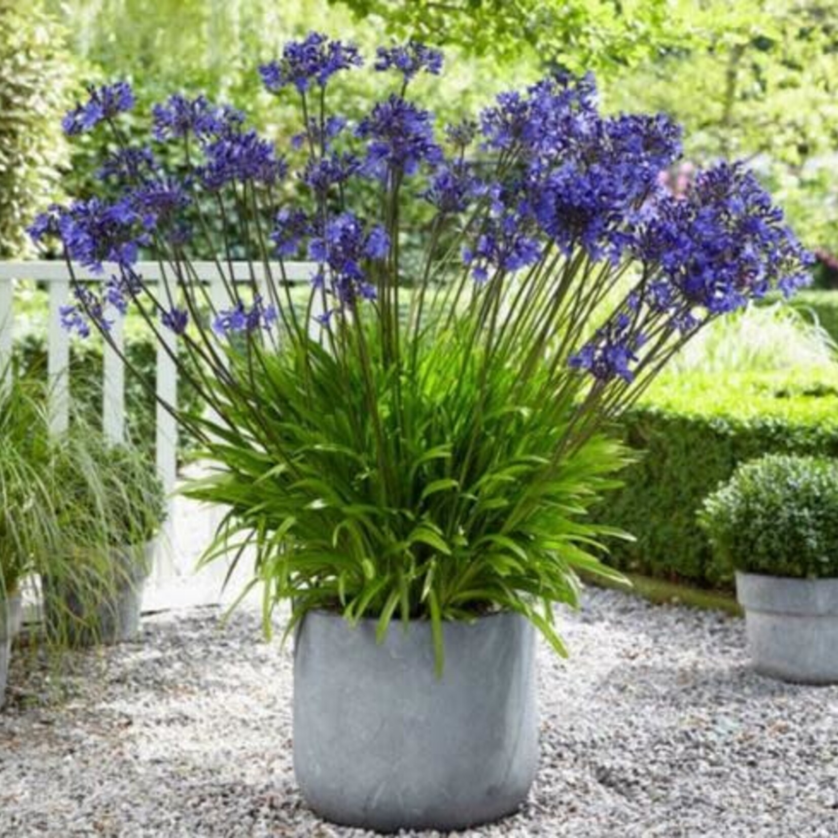 Agapanthus Amourette (Afrikaanse lelie) blauw60 plant