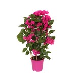 Bougainvillea Sanderiana 65 plant