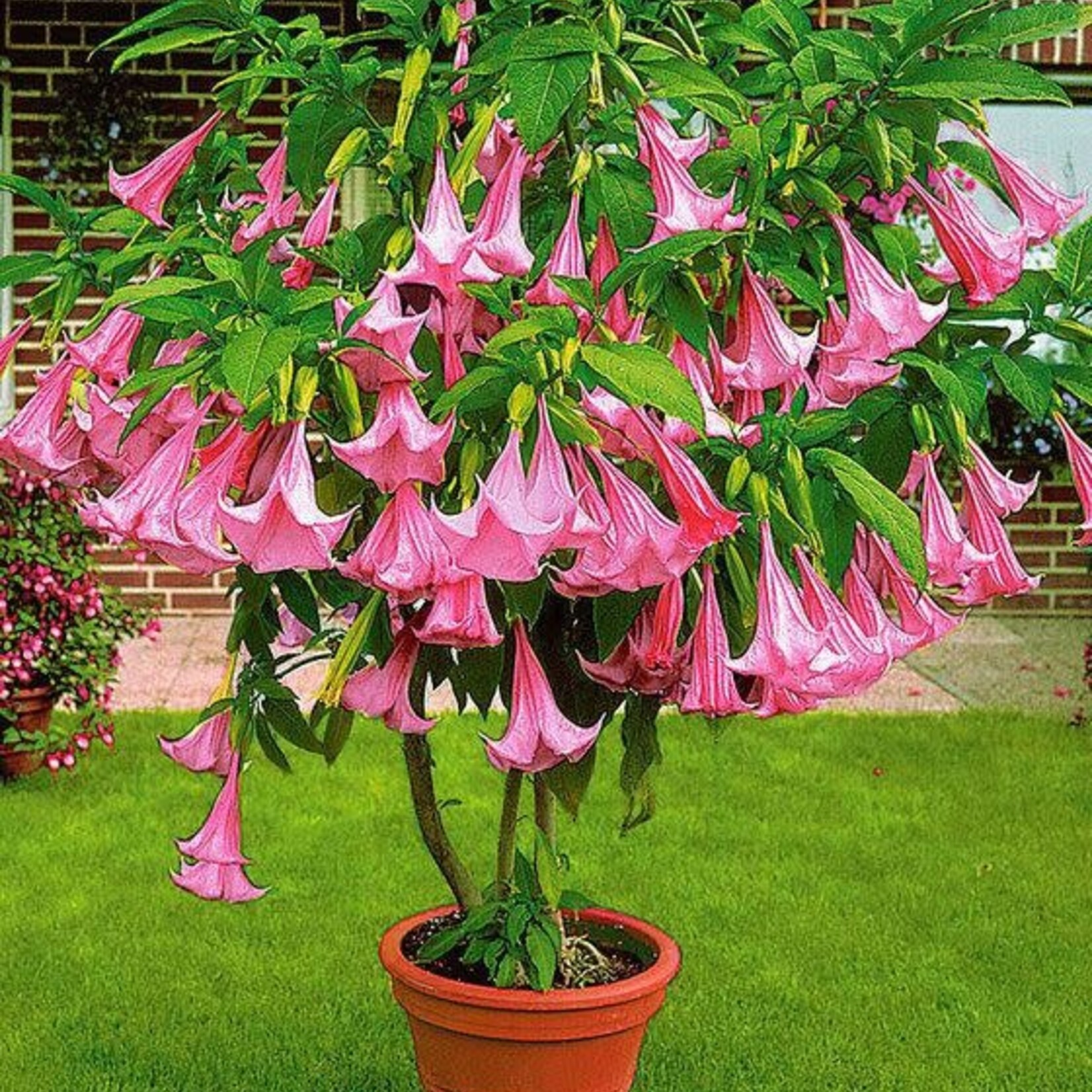 Brugmansia roze 60 plant