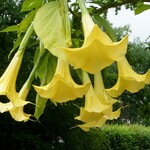 Brugmansia geel 60 plant