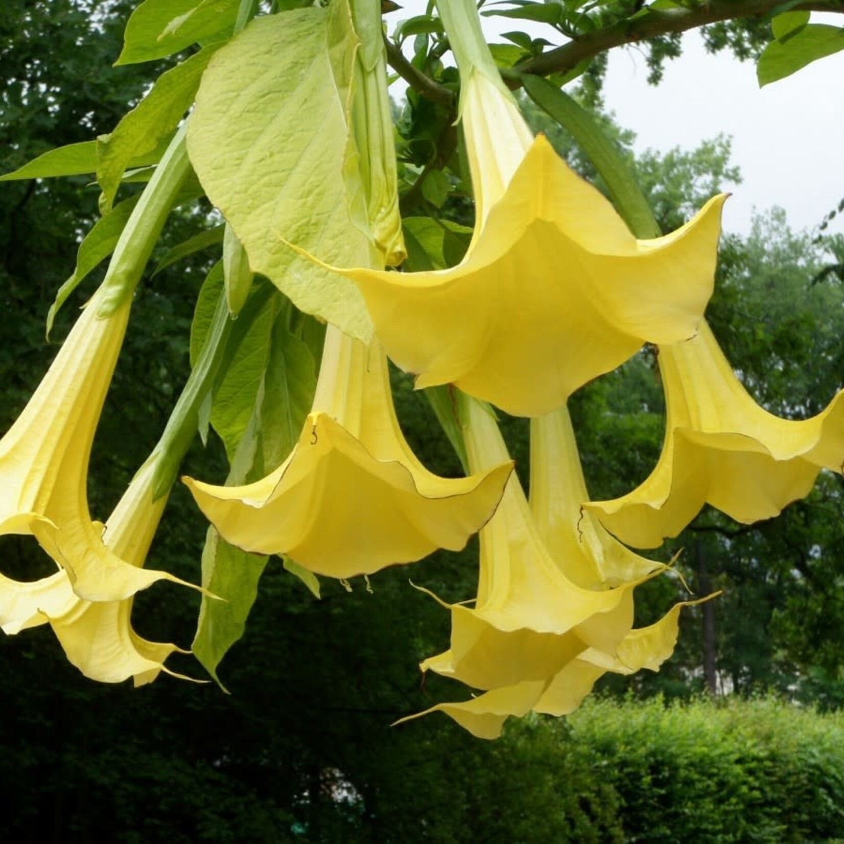 Brugmansia geel 60 plant