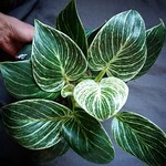 Philodendron white 20 plant
