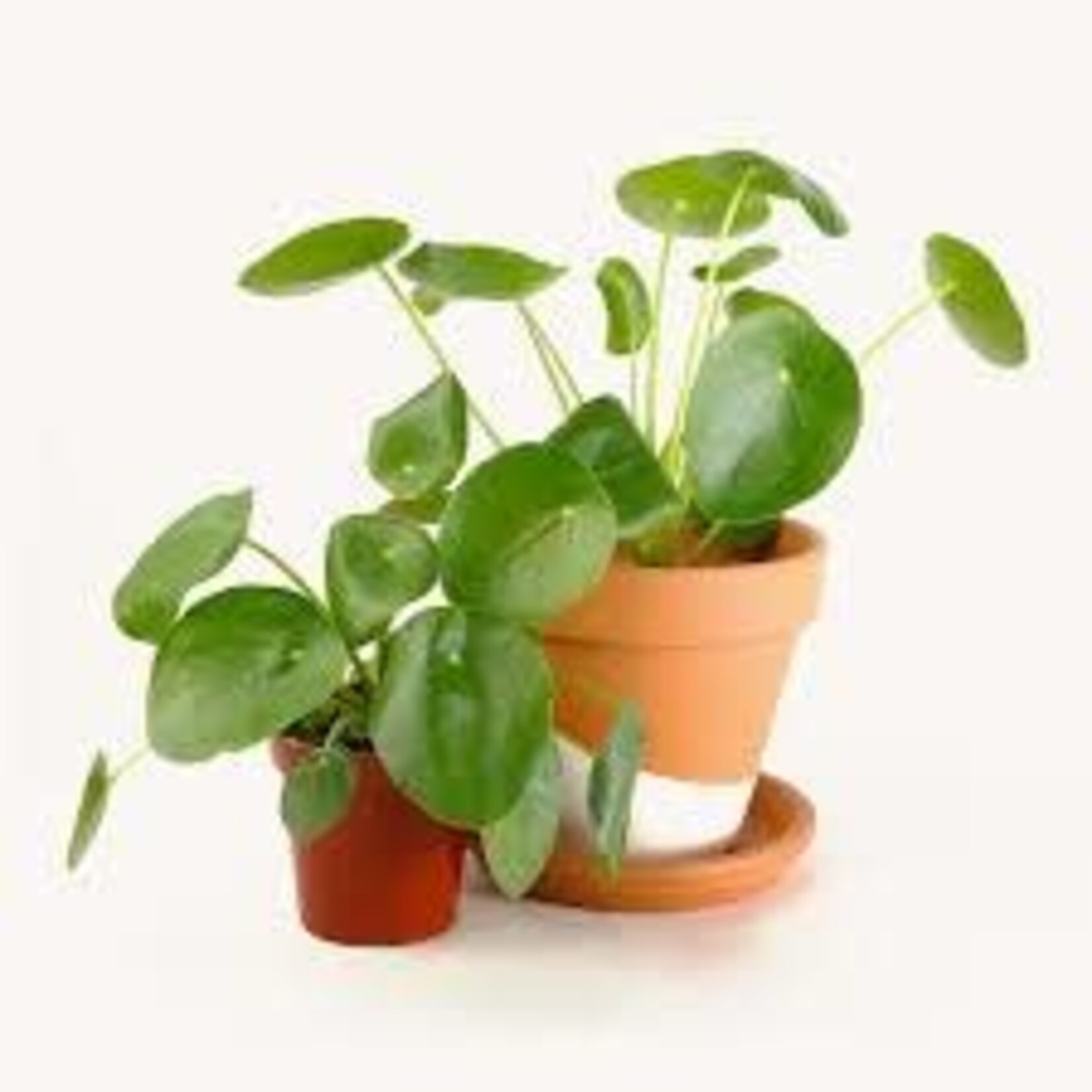 Pilea Peperomioides 20 plant